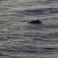313-1211 Dolphin